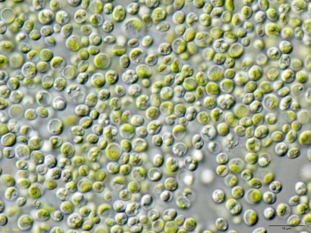 Chlorella