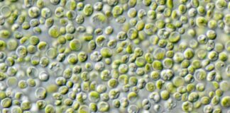 Daily Chlorella Secret to Explode Your Energy and Vitality Chlorella