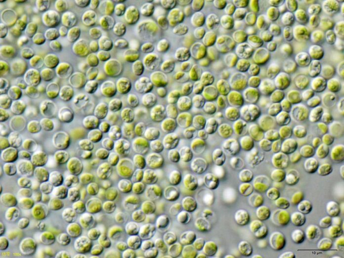 Chlorella