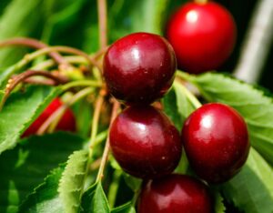 Cherries packed with Vitamin C