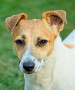 Jack Russell Dog