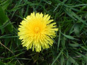 Dandelions