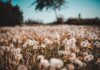 Dandelions Unlock The Hidden Awesome Health Benefits