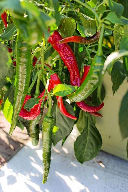 Cayenne Pepper